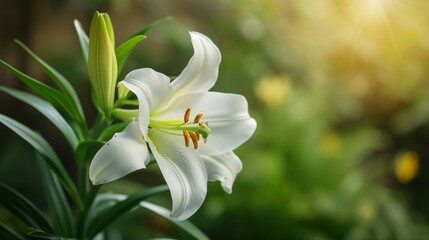 Obraz premium Pristine Easter Lily Blooming closeup background. A single Easter lily in green garden backdrop with a soft-focus effect.