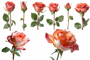 A collection of peach-cream roses with red edges, ranging from buds to full bloom, isolated on a...