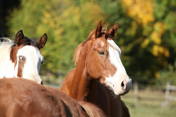 Amazing western horse on the pasturage