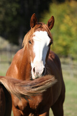Amazing western horse on the pasturage