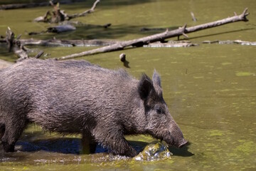 Wildschwein läuft durch Wasser