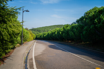 A serene view of a rainy asphalt road in nature, its wet surface glistening with moisture,...