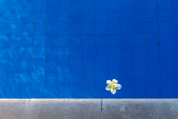 Red frangipani flower in the pool top view. Stylish Hotel Vacation and Travel Concept with Space for Text