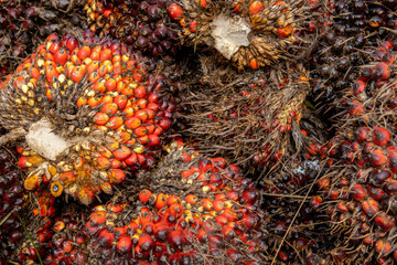 Palm oil nuts,  the fruits of oil palm trees are used to make palm oil, vegetable oil used in...