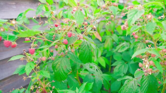 Plantation with growing raspberries, smooth camera movement. Ripe red raspberries hanging on the bushes