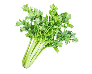 Freshly picked whole celery head, isolated on white background. - 728423756