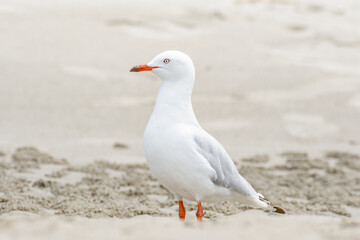 Silver gull (Chroicocephalus novaehollandiae), a medium-sized bird with white and gray plumage, the animal stands on a sandy beach by the sea.