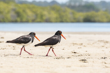 Eurasian oystercatcher (Haematopus ostralegus) a medium-sized bird with dark plumage with a red beak, the animals walk on the sandy beach and look for food.