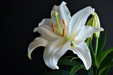 Lily blooms against a dark backdrop for writing