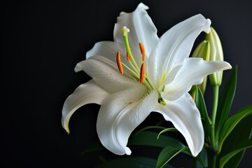 Obraz premium Lily blooms against a dark backdrop for writing