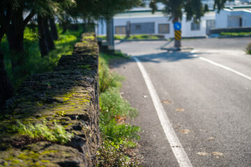 Fototapeta premium A sunlit day unveils the vibrant greenery of moss on a road and wall, creating a natural and textured outdoor scene