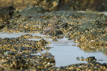 Pacific reef heron (Egretta sacra) a large water bird with dark plumage, dark morph, the animal stands on a rock covered with shells on the seashore, view from the Australian coast.