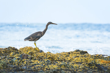 Pacific reef heron (Egretta sacra) large water bird with dark plumage, dark morph, the animal stands on a rock on the seashore, view from the Australian coast.