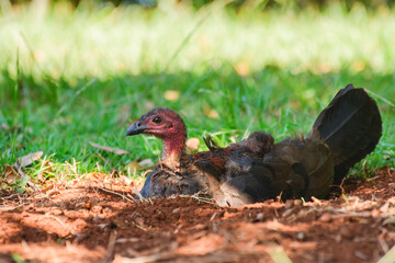 Australian brushturkey (Alectura lathami) a large bird with brown plumage and a red head, the animal cools itself in a hole dug in the ground.