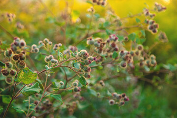 burdocks grow in the garden. Selective focus.