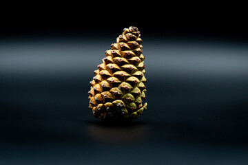 fresh cone isolated from background