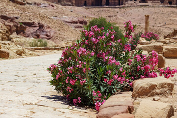 Beautiful Pink Oleander flower (Nerium oleander). Blossom of Nerium oleander flowers tree in Ancient city of Petra, rock-hewn is capital Nabataean kingdom. Jordan.
