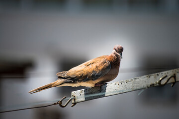 A serene moment captured in the urban landscape as a pigeon perches gracefully on a rope under the...