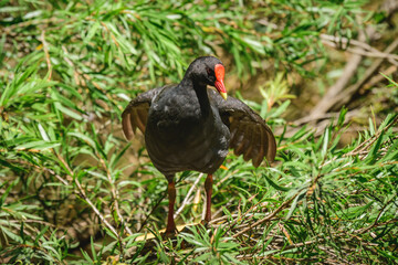 Common moorhen (Gallinula chloropus), a medium-sized water bird with black plumage and a red beak, the animal stands on branches with spread wings at the edge of the pond.