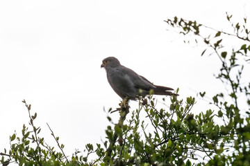gray kestrel in natural conditions on a tree on a summer day in a national park in Kenya