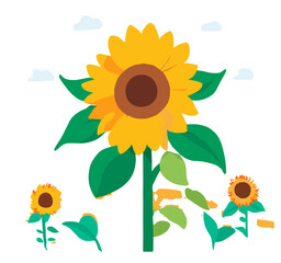 sunflowers in the field