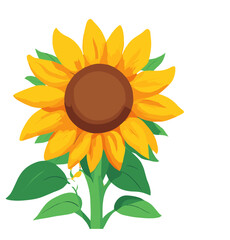 Fototapeta premium sunflower isolated on white