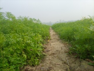 path through the field আ
