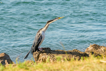 Australasian darter(Anhinga novaehollandiae) a large water bird with dark plumage and a long neck, the animal sits on a stone on the river bank.