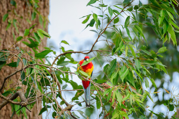 Eastern rosella (Platycercus eximius) parrot colorful small bird, animal sits with a leaf in its beak on a tree branch in a city park.