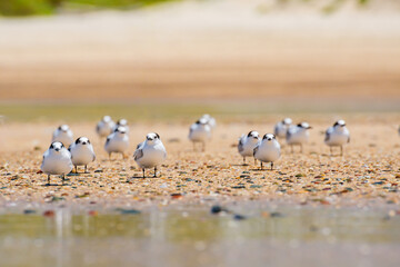 Greater crested tern (Thalasseus bergii) medium size bird, small flock of birds, animals sit on the sandy beach on the seashore.