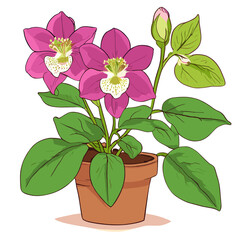 pink flower in a pot