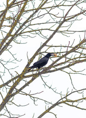 Close up shot of the raven with some bone in its beak on the winter day. Concept