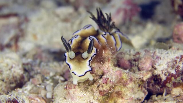 A colorful sea slug underwater. A close-up of beautiful nudibranch Dark Margin Glossodoris (Doriprismatica atromarginata) crawling at the bottom of the sea.