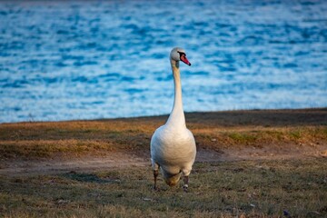 Obraz premium Swan walks along the river bank