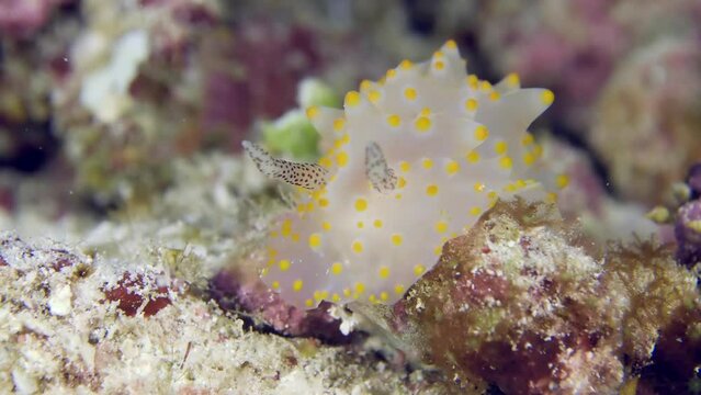 A colorful sea slug underwater. A close-up of beautiful nudibranch Carlson's Halgerda (Halgerda carlsoni) crawling at the bottom of the sea.
