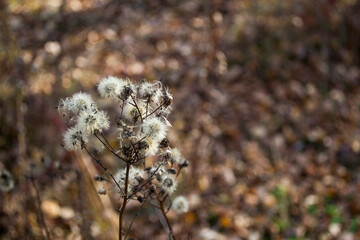 Dry inflorescences of angelica sylvestris making seeds, closeup with selective focus, moody forest background, autumn at the wood