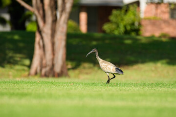 Obraz na płótnie Canvas Australian white ibis (Threskiornis molucca) a large bird with a black head and white plumage, the animal walks on the green grass in the park on a sunny day.