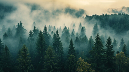 Morning fog in the forest. 
