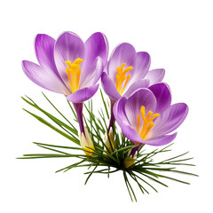 Purple crocus flower isolated on transparent and white background. Ideal for use in advertising. Generative ai