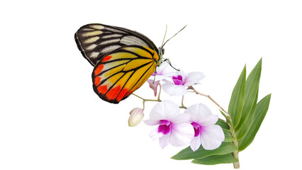 butterfly on flower