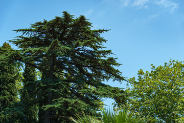Luxurious large Lebanese cedar tree  (Cedrus libani or Lebanon Cedar) in Sochi.