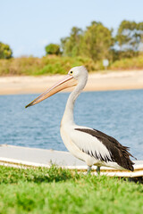 Fototapeta na wymiar Australian pelican (Pelecanus conspicillatus) a large water bird with a large beak, the animal stands in the grass at the river bank.