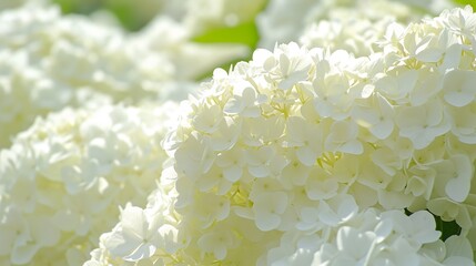 White Hydrangea macrophylla flowers in full bloom in summer. AI.