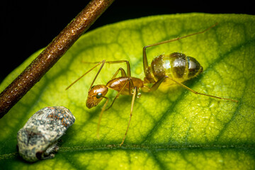 Red ant walking on a green leaf with nature background, Close up photo of insect.