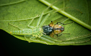 Green crab spider (Oxytate virens) eats fly prey on green leaf, Insect macro photography, Selective focus.