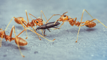 Red ants team is moving the prey, Red ants is team work, Selective focus.