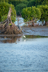 Aceh mangrove forest