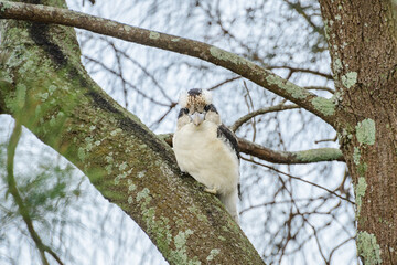 Laughing kookaburra (Dacelo novaeguineae) medium sized bird, animal sitting on a tree branch in natural habitat.