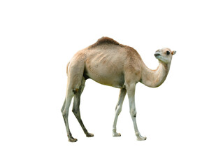 camel (cameius dromedarius) isolated on white background
