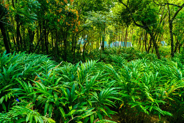 Cardamom (Elaichi) Plant in Munnar Kerala